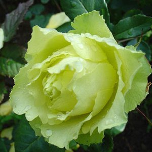 Зеленый Чай Роза Фото