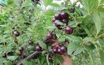 Саженцы Вишни войлочной &quot;Даманка&quot; (однолетка)