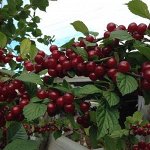 Саженцы Вишни войлочной &quot;Смуглянка восточная&quot; (однолетка)