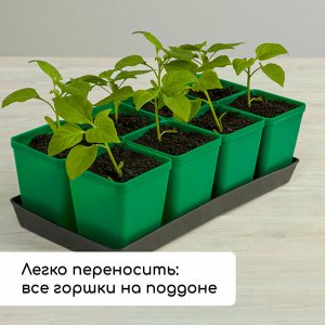 Набор для рассады: стаканы по 600 мл (8 шт.), поддон 36x18 см, цвет МИКС, Greengo