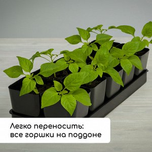 Набор для рассады: стаканы по 300 мл (12 шт.), поддон 45x18 см, МИКС, Greengo