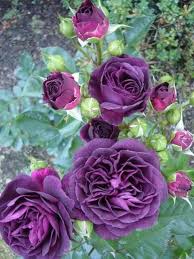 Пёпл Эден Насыщенно фиолетовый бархатный, чашевидный до розетковидного, густомахровый, 55 - 75 лепестков в одном цветке, диаметр цветка 7 - 9 см, обладает насыщенным пряным ароматом с нотками гвоздики