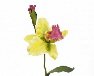 Орхидея катлея зеленая 37 см
