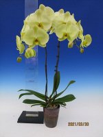 Phal. Star Green Beauty