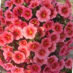 5 Калибрахоа