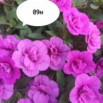 89 н Калибрахоа