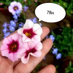 78 н Калибрахоа
