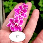 37 Калибрахоа