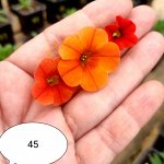 45 Калибрахоа