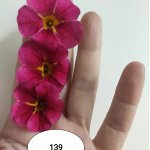 139 Калибрахоа