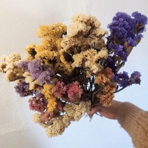 Статица, кермек — натуральные сухоцветы для флористики и декора, разные цвета