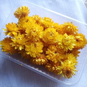 Гелихризум — сухие цветы для творчества, флористики и декора