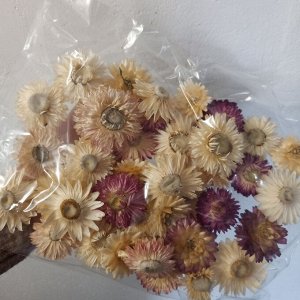 Акроклинум, сухие цветы для творчества и декора, 40 шт