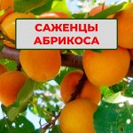 Саженцы абрикосов и персиков