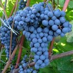 Саженцы Винограда &quot;Адель&quot;