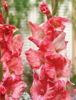 Гладиолус Strawberry Swirl