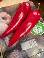 283 Перец сладкий КАПИЯ