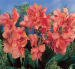 Канна Apricot frost