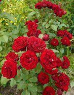 Роза таманго