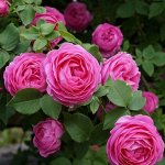Роза луис одьер