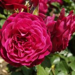 Роза флорибунда 
Домэн Дэ Сэн Жан Дэ Борэгар