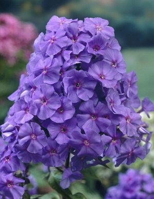 Флокс Amethyst