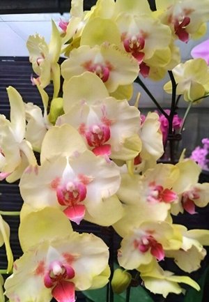 Орхидея фаленопсис  KES08 P.Fuller’s Sunset