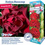 Роза Хайнц Винклер (Чайно-гибридная) 1шт (Сиб сад)