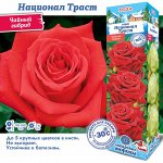Роза Национал Траст (Чайно-гибридная) 1шт (Сиб сад)