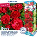 Роза Ротилия (Флорибунда) 2 разбор 1шт (Сиб сад)