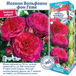 Роза Иоганн Вольфганг фон Гете (Чайно-гибридная) 1шт (Сиб сад)