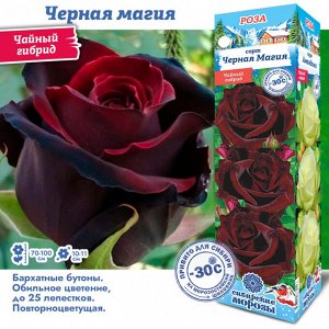Роза Черная Магия (Чайно-гибридная) 1шт (Сиб сад)