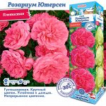 Роза Розариум Ютерсен (Плетистая) 2 разбор 1шт (Сиб сад)