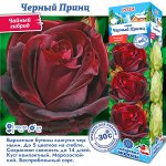 Роза Черный Принц (Чайно-гибридная) 1шт (Сиб сад)