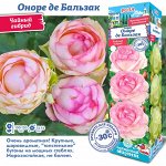 Роза Оноре де Бальзак (Чайно-гибридная) 1шт (Сиб сад)