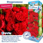 Роза Флорентина (Плетистая) 1шт (Сиб сад)