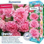 Роза Бьенвеню (Плетистая) 1шт (Сиб сад)