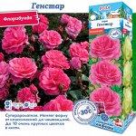 Роза Генстар (Флорибунда) 1шт (Сиб сад)