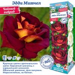 Роза Эдди Митчел (Чайно-гибридная) 2 разбор 1шт (Сиб сад)