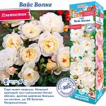Роза Вайс Волке (Плетистая) 1шт (Сиб сад)