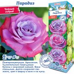Роза Парадиз (Чайно-гибридная) 1шт (Сиб сад)