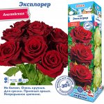 Роза Эксплорер (Чайно-гибридная) 1шт (Сиб сад)