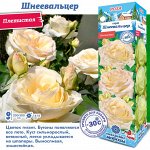 Роза Шнеевалцер (Плетистая) 1шт (Сиб сад)