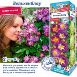 Роза Вельхенблау (Плетистая) 2 разбор 1шт (Сиб сад)