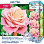 Роза Пикуба (Чайно-гибридная) 1шт (Сиб сад)