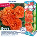 Роза Феникс (Флорибунда) 2 разбор 1шт (Сиб сад)