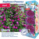Роза Кардинал Ришелье (Шраб) 1шт (Сиб сад)