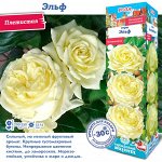 Роза Эльф (Плетистая) 1шт (Сиб сад)