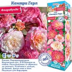 Роза Кантри Герл (Флорибунда) 1шт (Сиб сад)