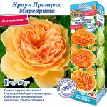 Роза Краун Принцесс Маргарита (Английская) 1шт (Сиб сад)